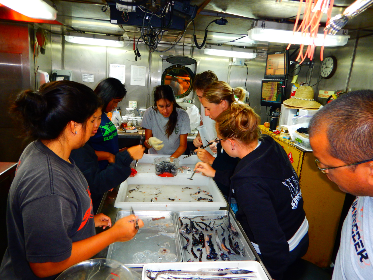 Scientific staff on the NOAA Ship OSCAR ELTON SETTE sorting a mid-watertrawl catch