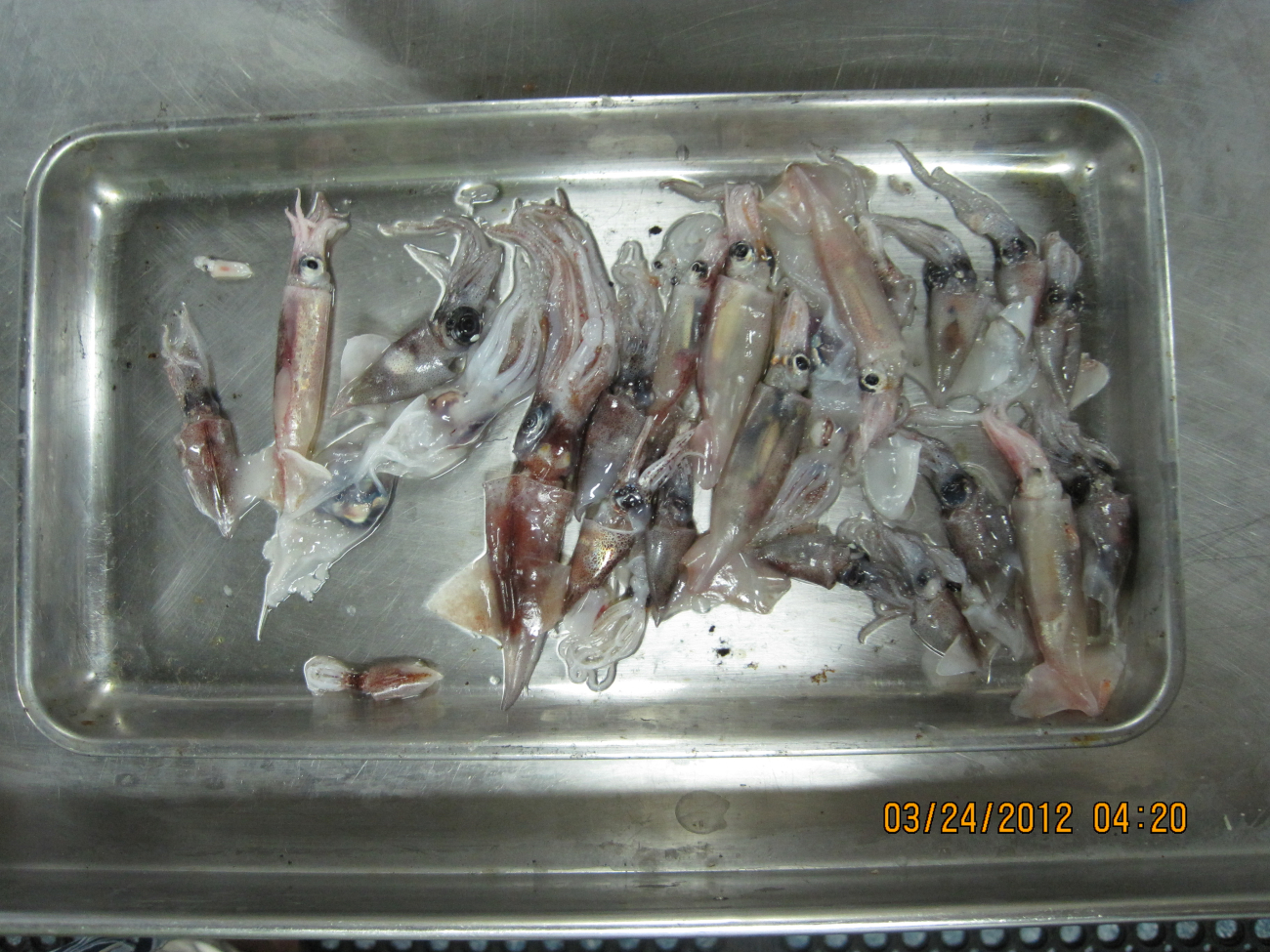Midwater Cobb Trawl (deep scattering layer night catch)