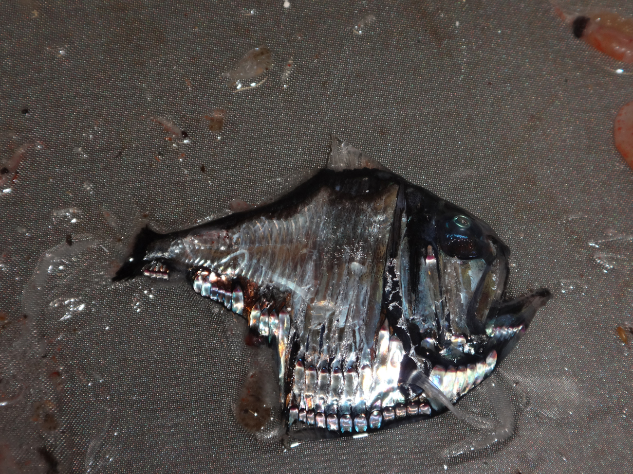 3 cm long deep water hatchetfish caught in the MOCNESS