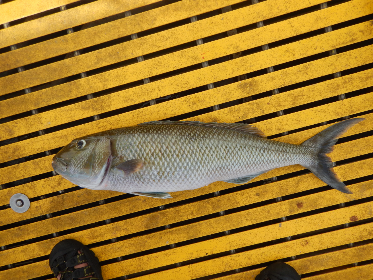 Grey Jobfish (Uku) Aprion virescens