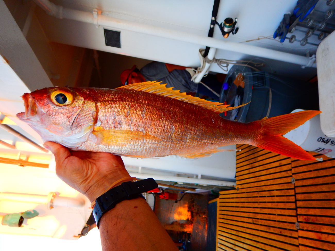 Red snapper fish of the Etelinae subfamily