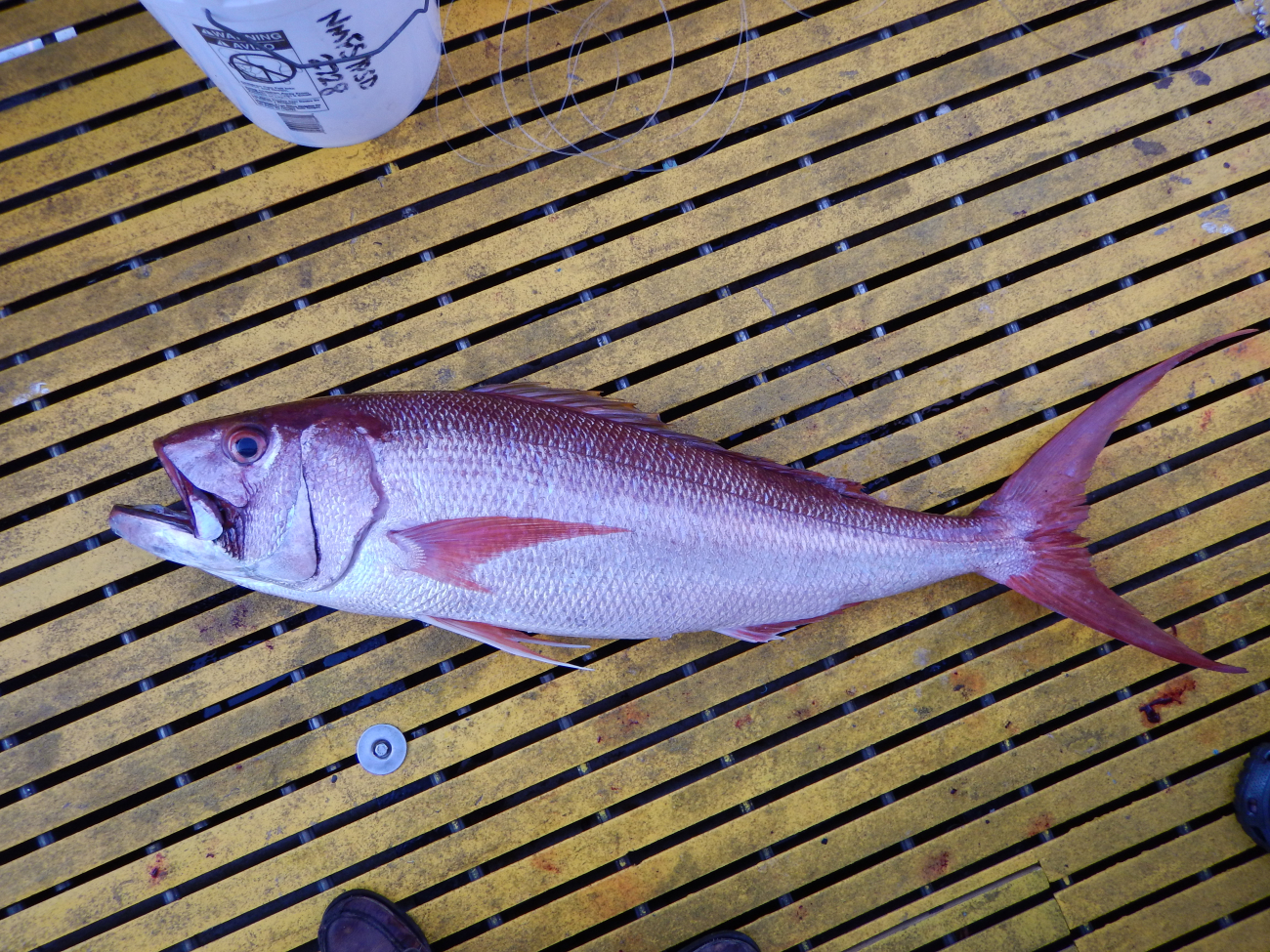 Redfin Jobfish (Lehi) Aphareus rutilans