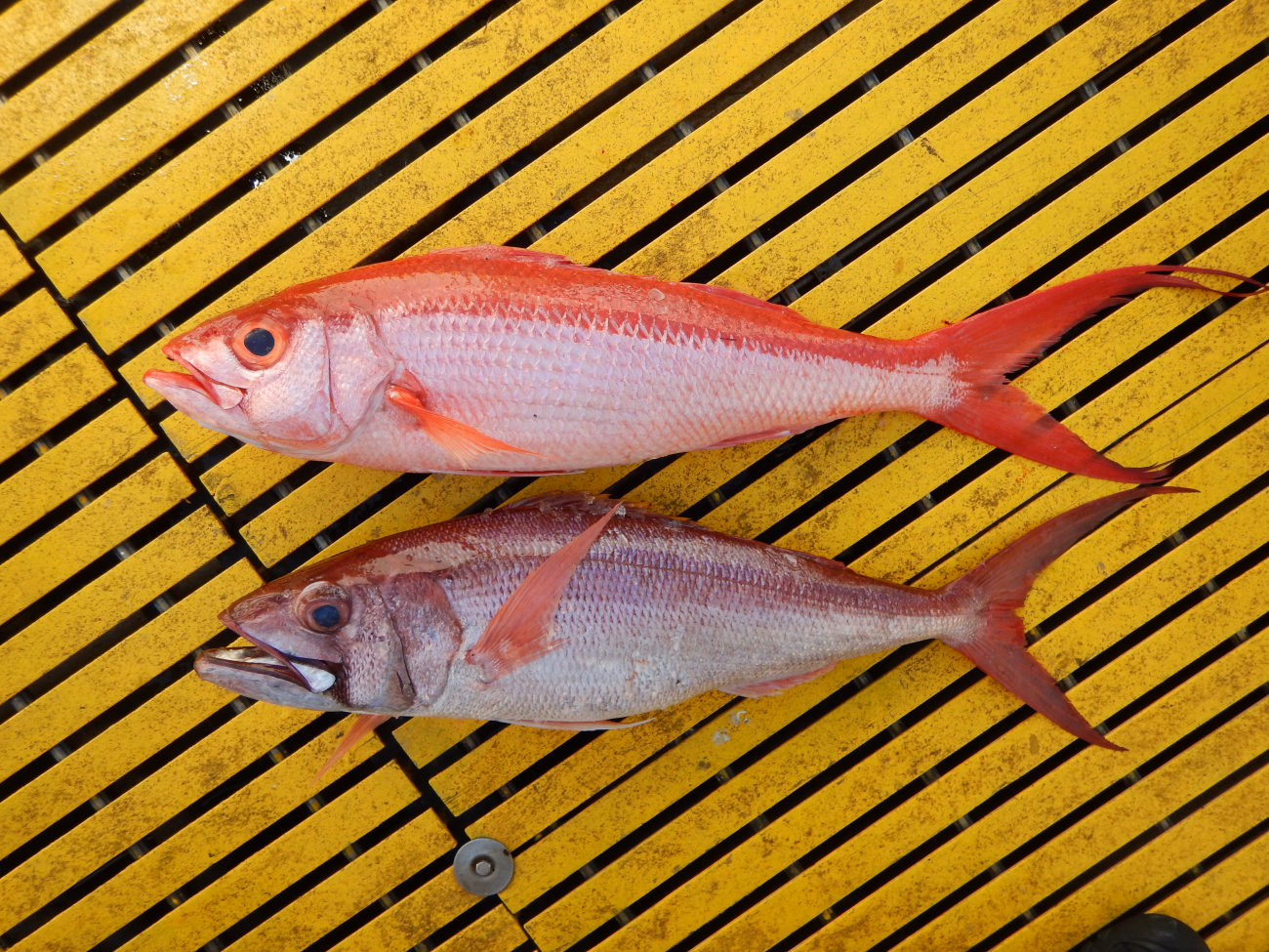 Long-tail Red Snapper (Onaga) Etelis coruscans (Top), Redfin  Jobfish(Lehi) Aphareus rutilans (Bottom)