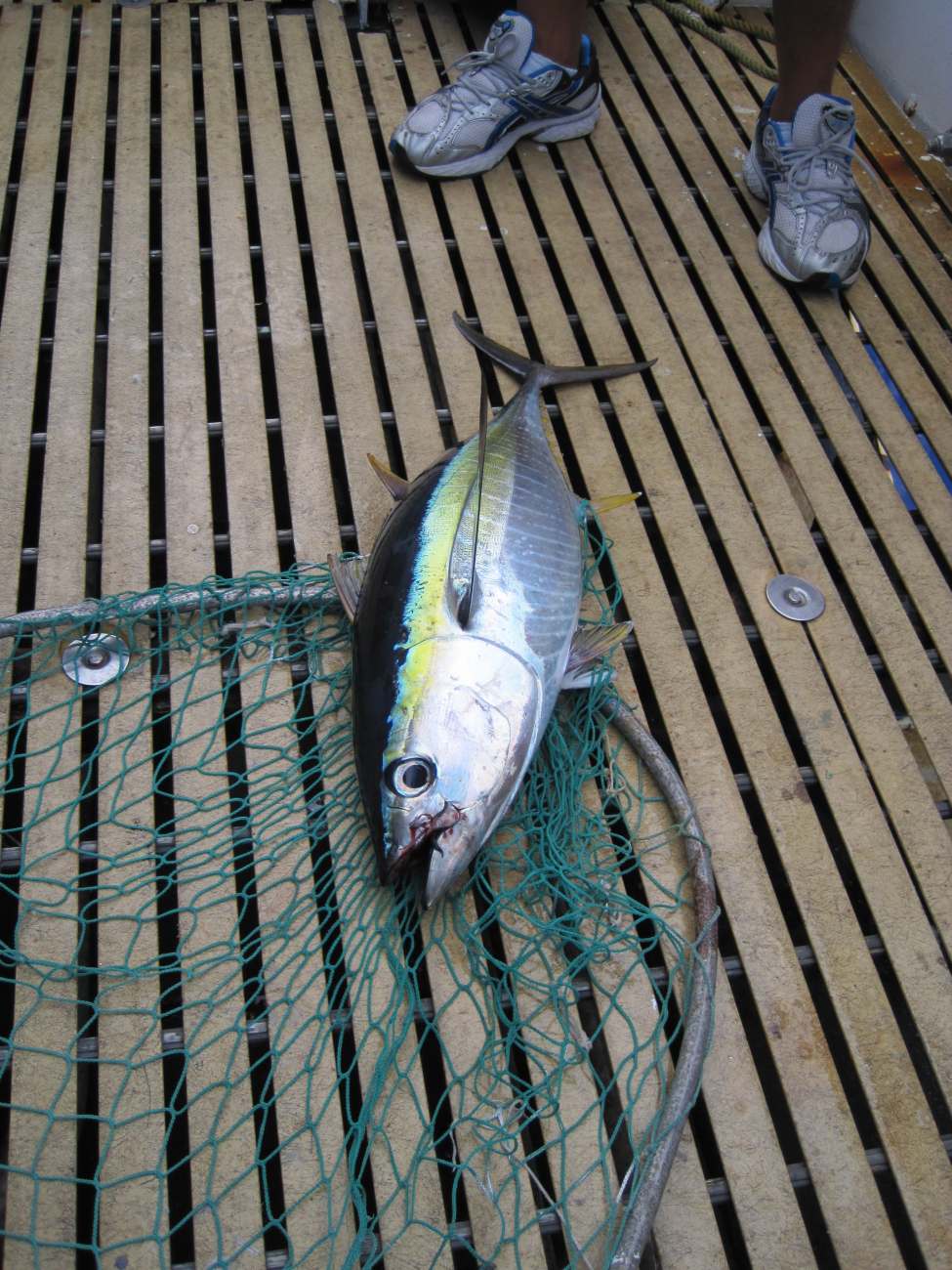 Juvenile Yellowfin Tuna (Ahi) Thunnus albacares