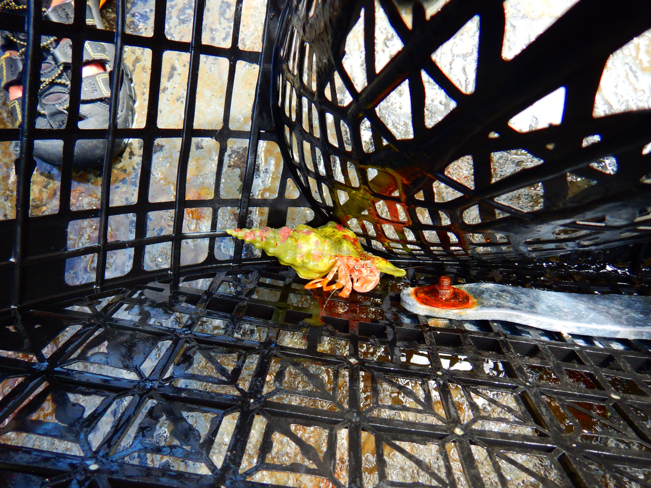 Hawaiian lobster trap catch (hermit crab)