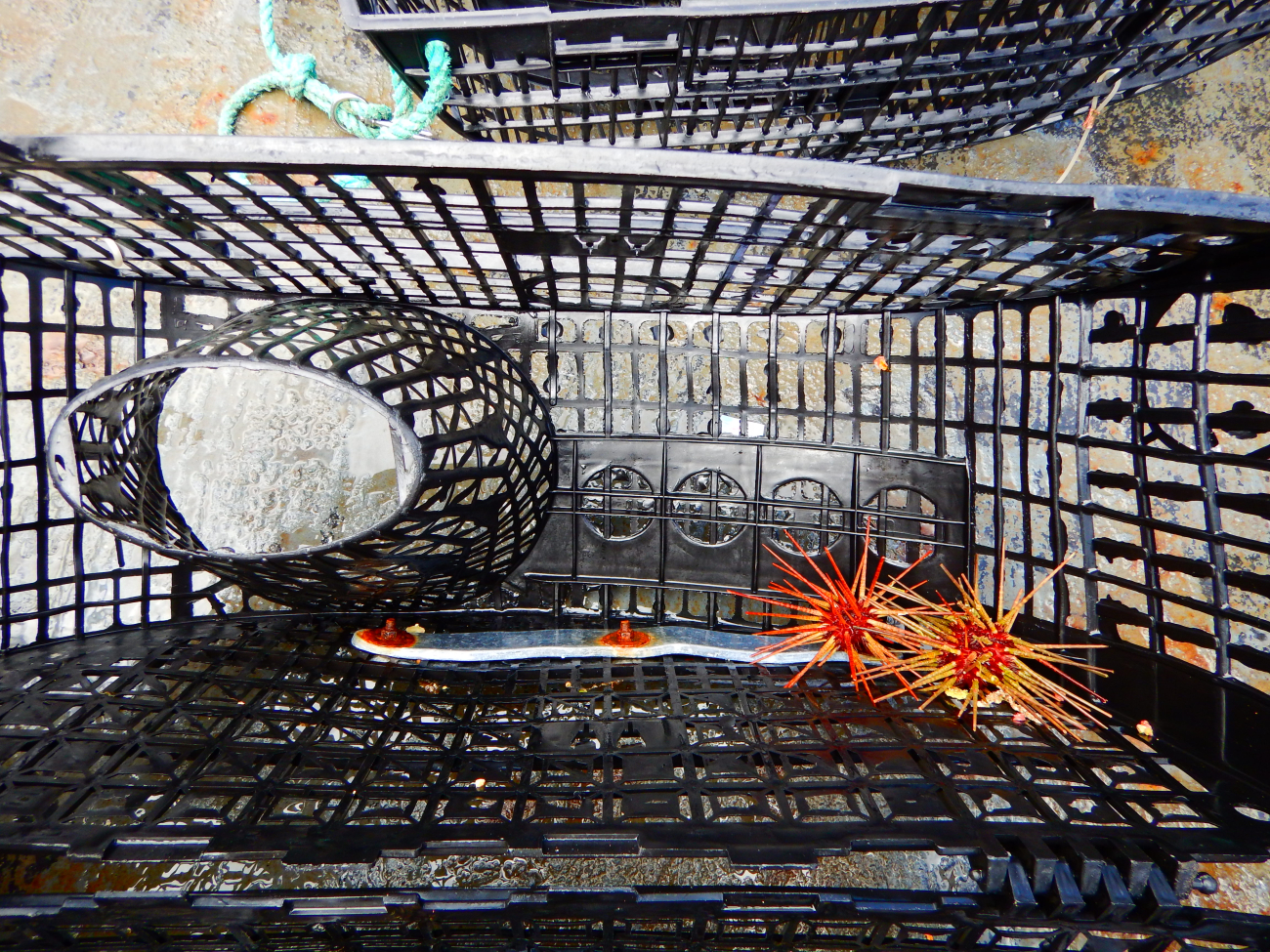 Hawaiian lobster trap catch (sea urchins)