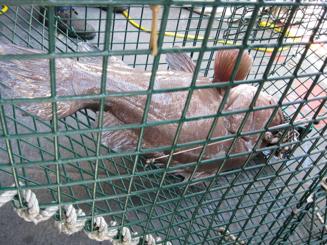 35-pound Warsaw grouper captured in a fish trap