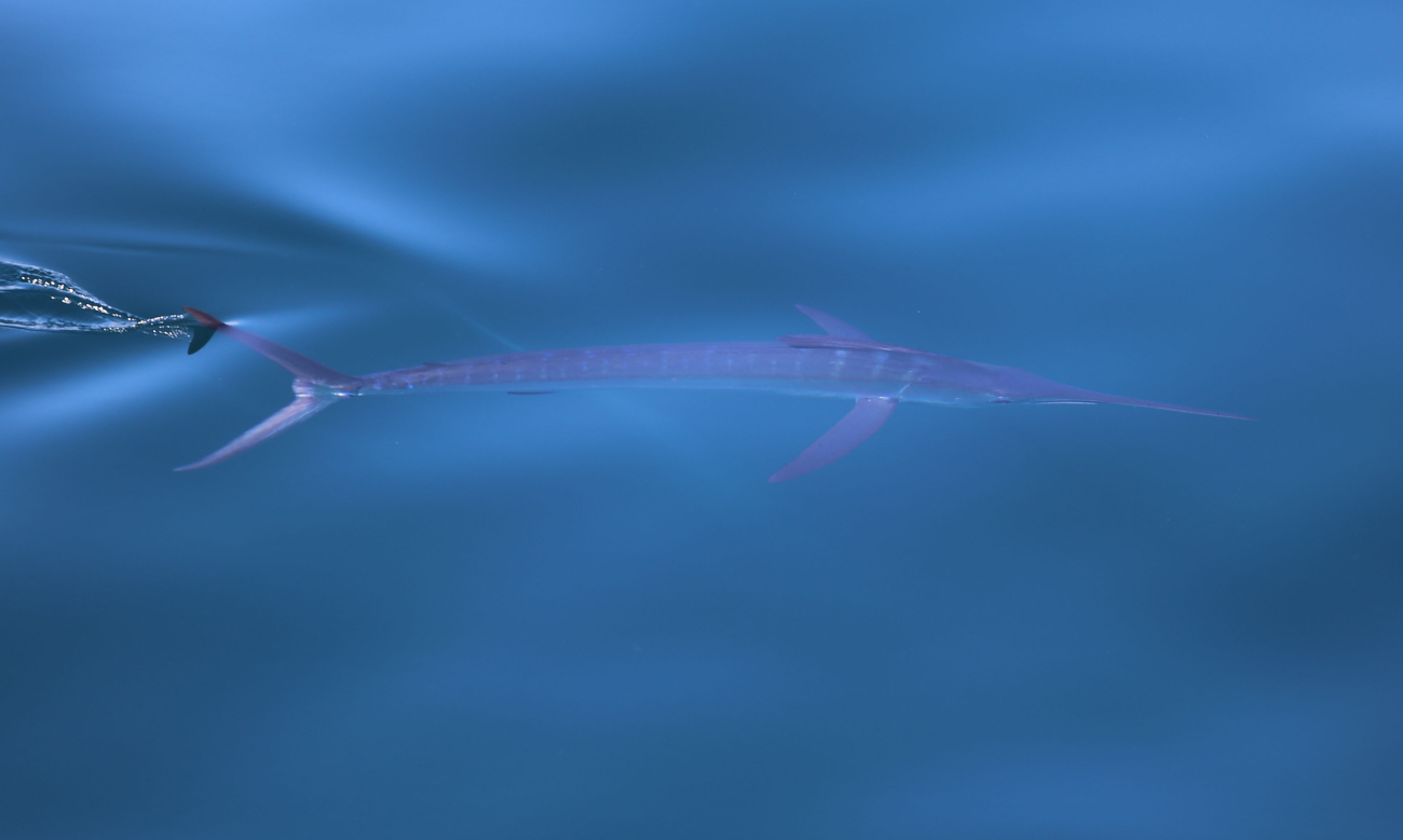 Marlin, a kind of billfish, seen cutting through the water