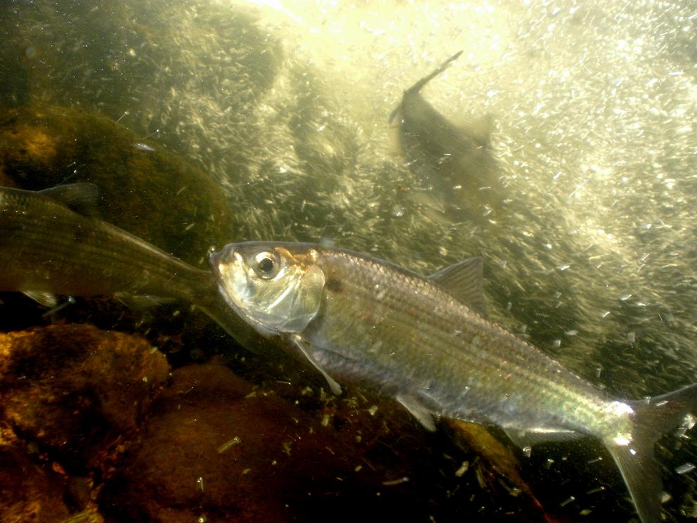 Alewife or herring photographed in a stream