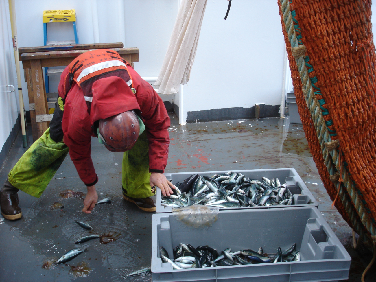 Mod-Marinovich midwater trawl catch (juvenile atka mackerel and sablefish)