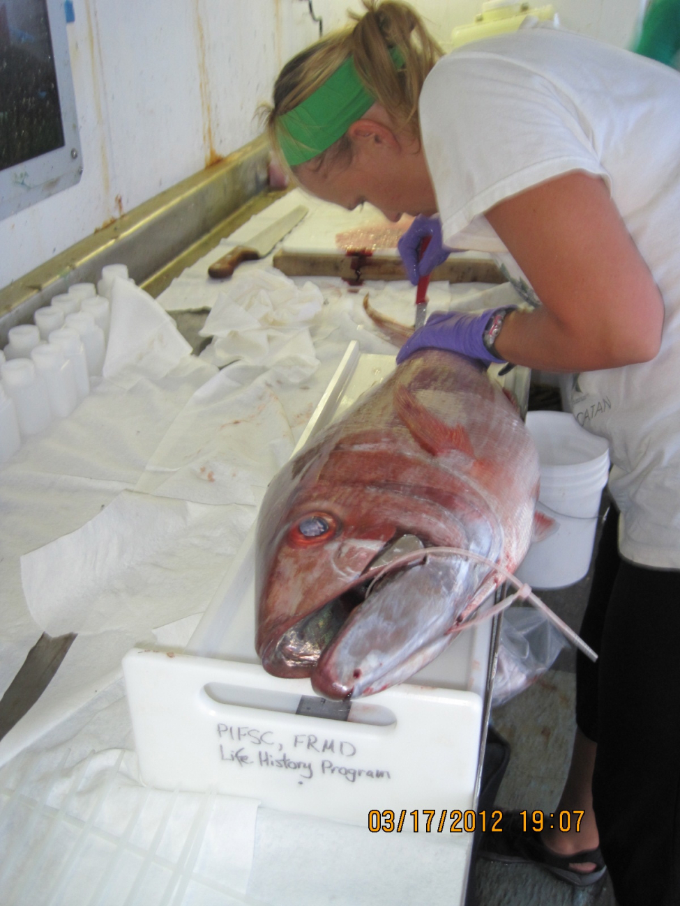 Biological sampling Redfin Jobfish (Lehi) Aphareus rutilans