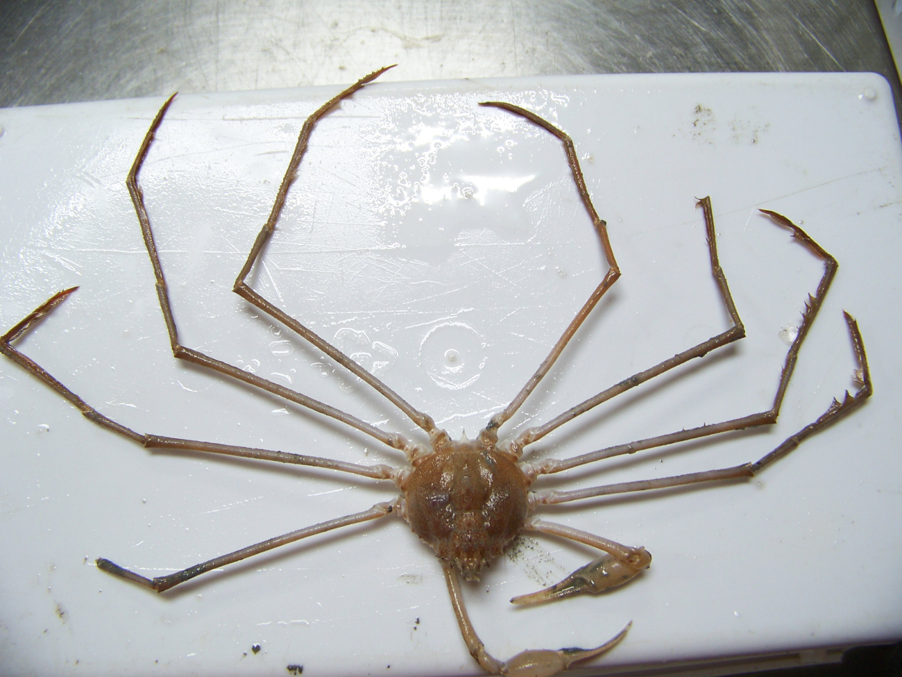 A stilt spider crab (Anasimus istus Rathbun)