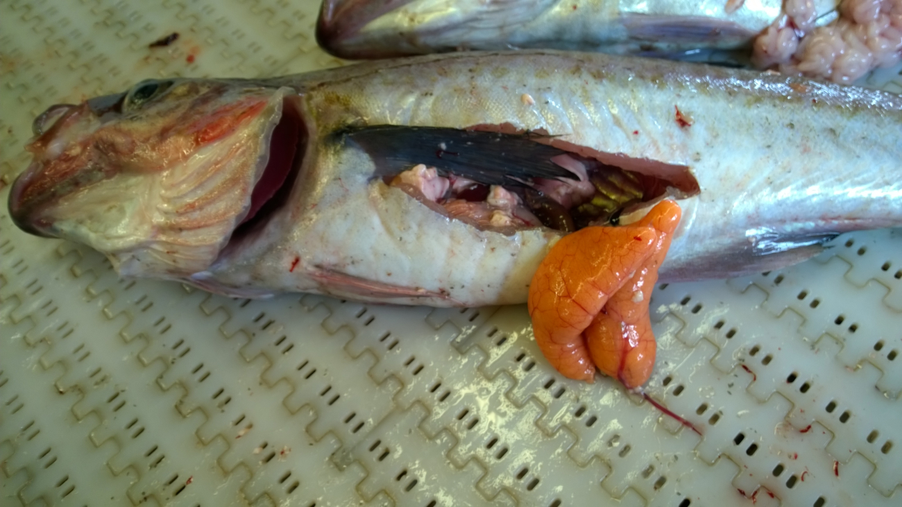 The two large pink or orange lobes are female pollock ovaries