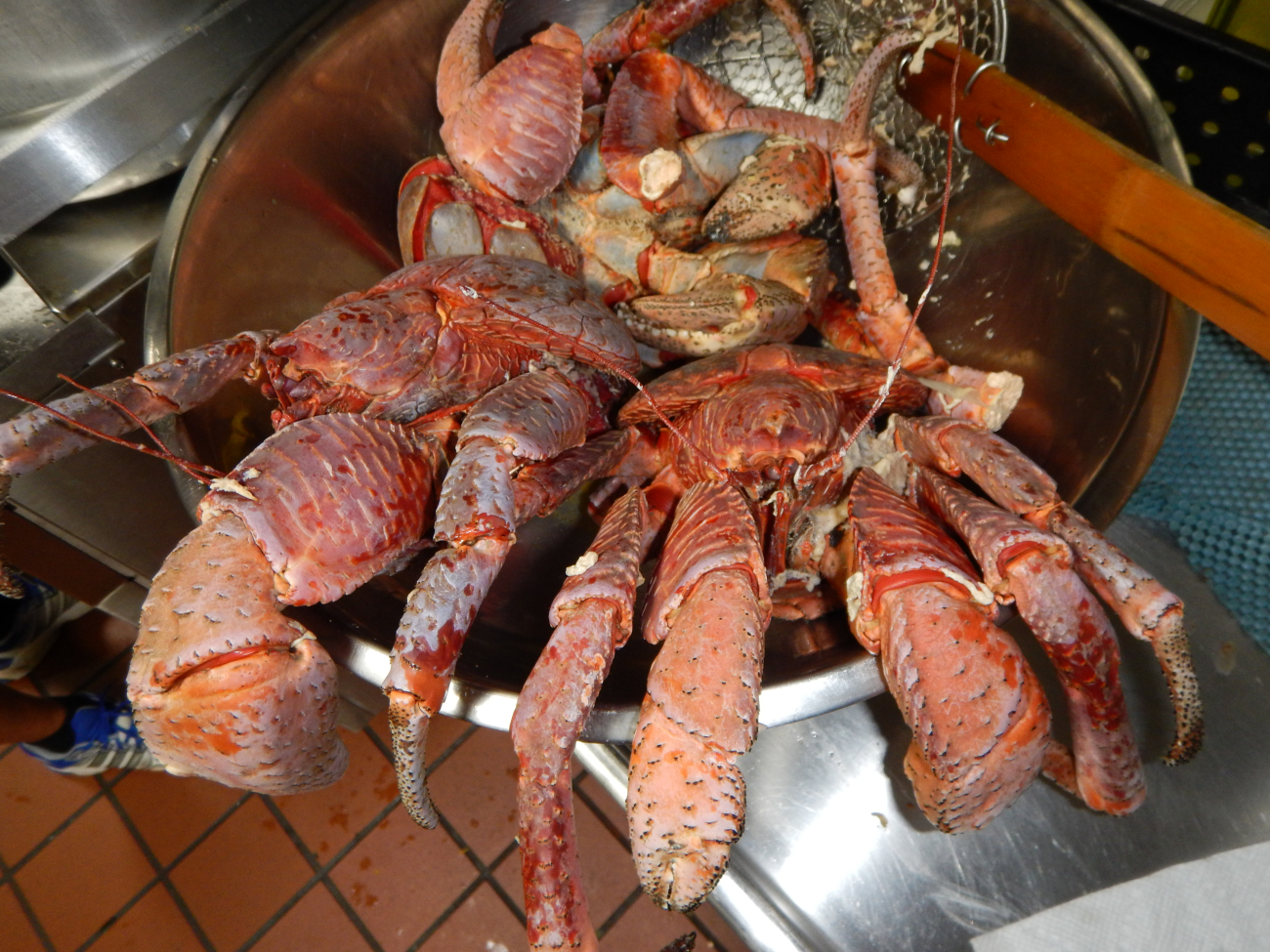 A pot of boiled coconut crabs - Birgus latro