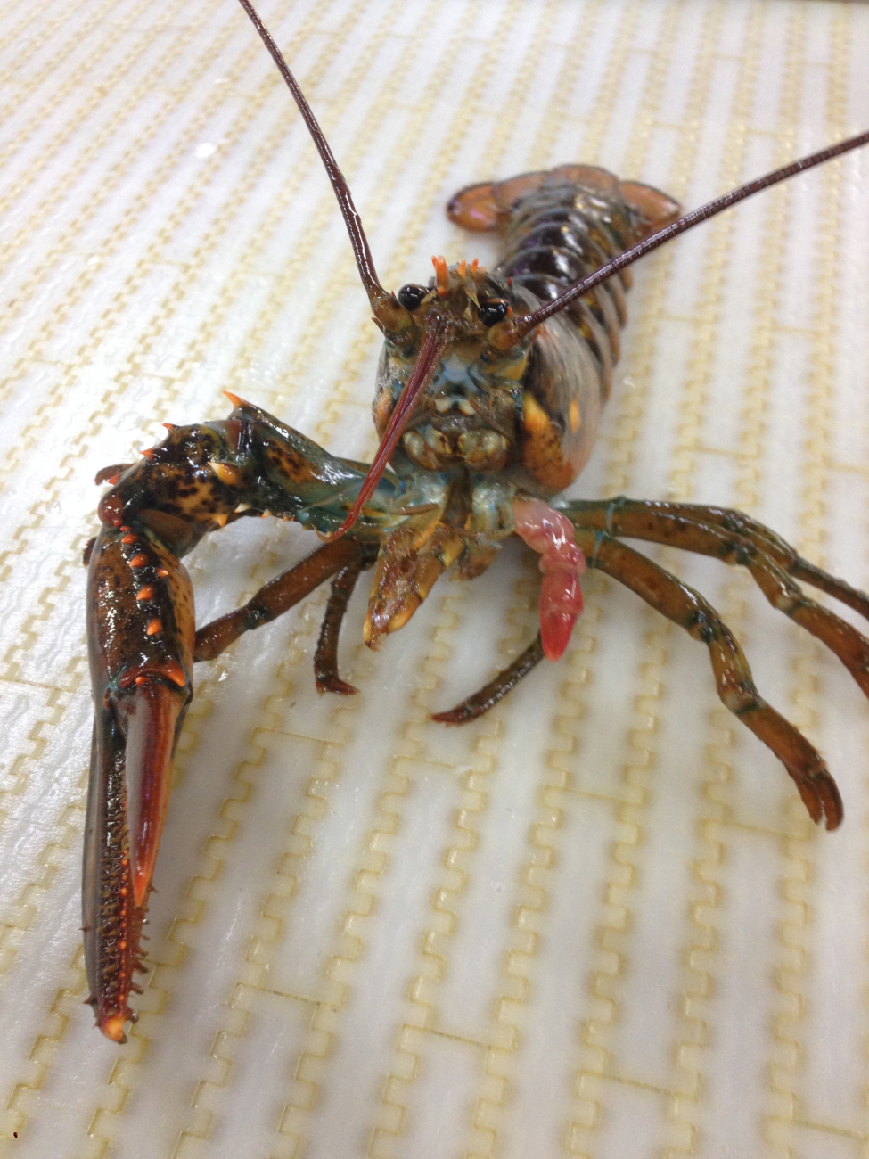 This lobster lost a claw and is in the early stages of regenerating it