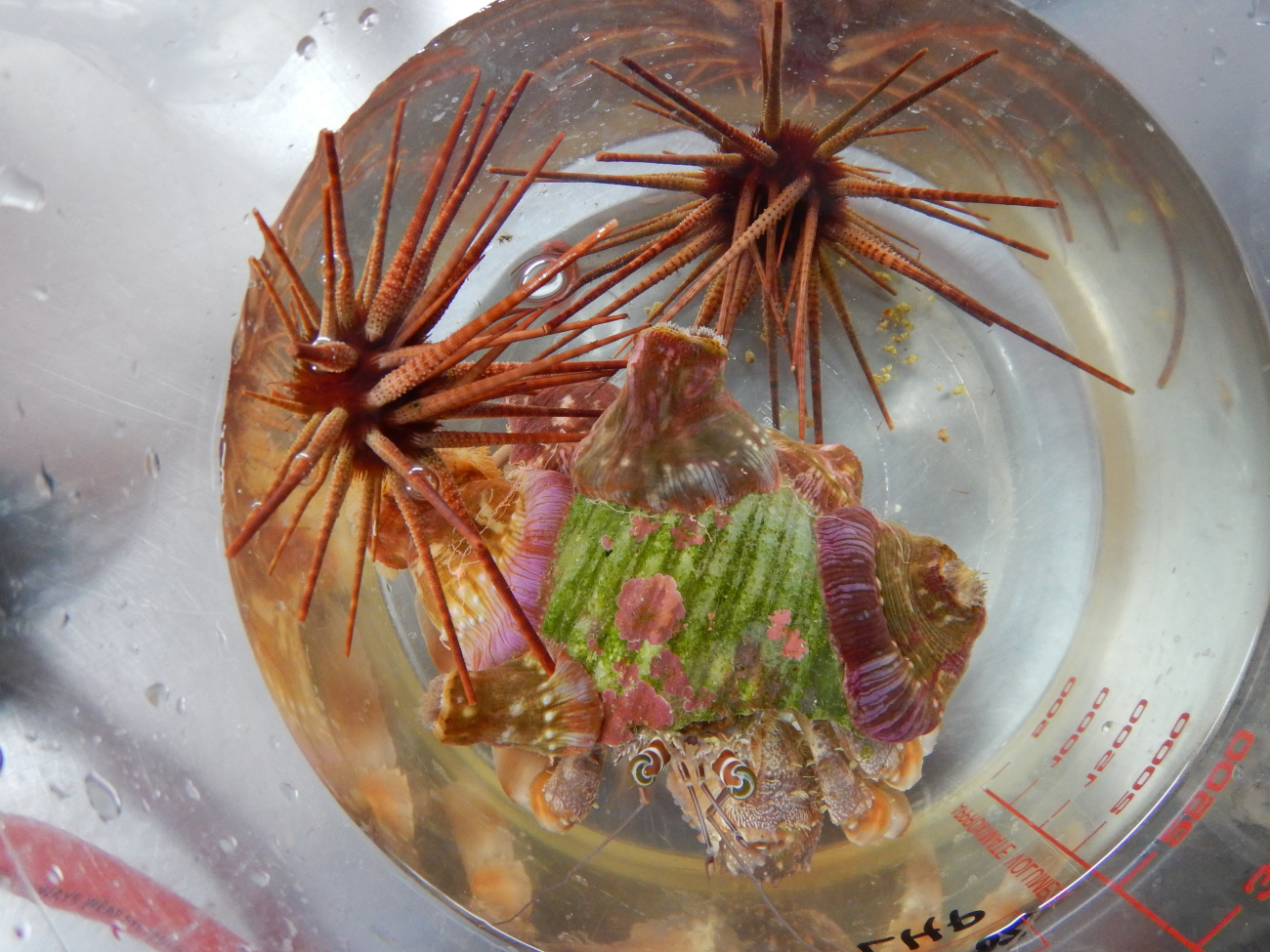 Hermit Crab, Sea Urchin, Anemones