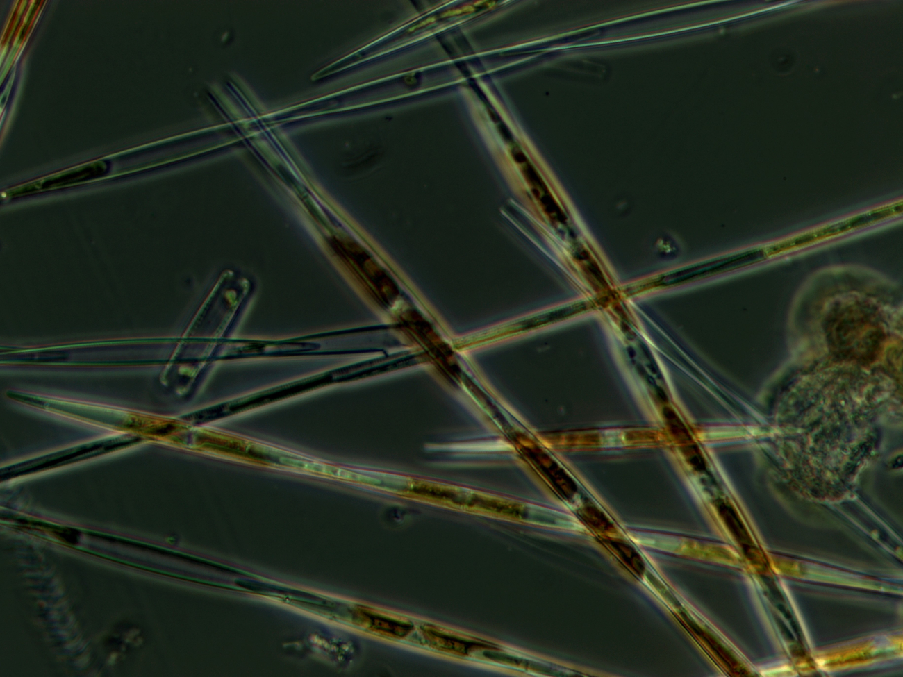 Cellular look at Pseudo-nitzschia, a harmful algal bloom that is threateninghealth of humans and marine mammals by creating toxins in filter feedingfish and shellfish