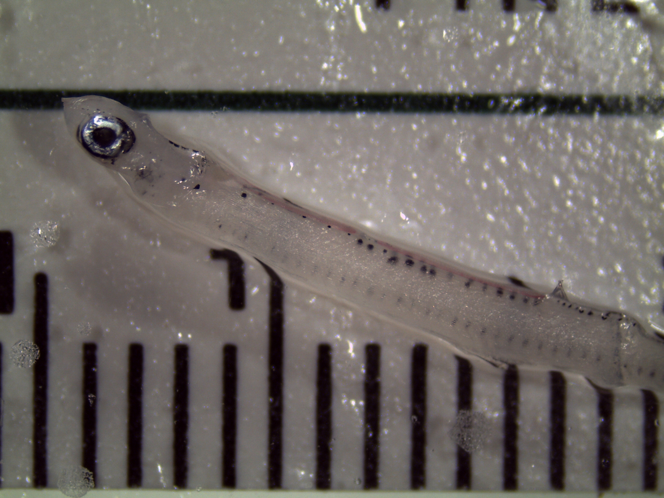 Fish larva seen under the microscope
