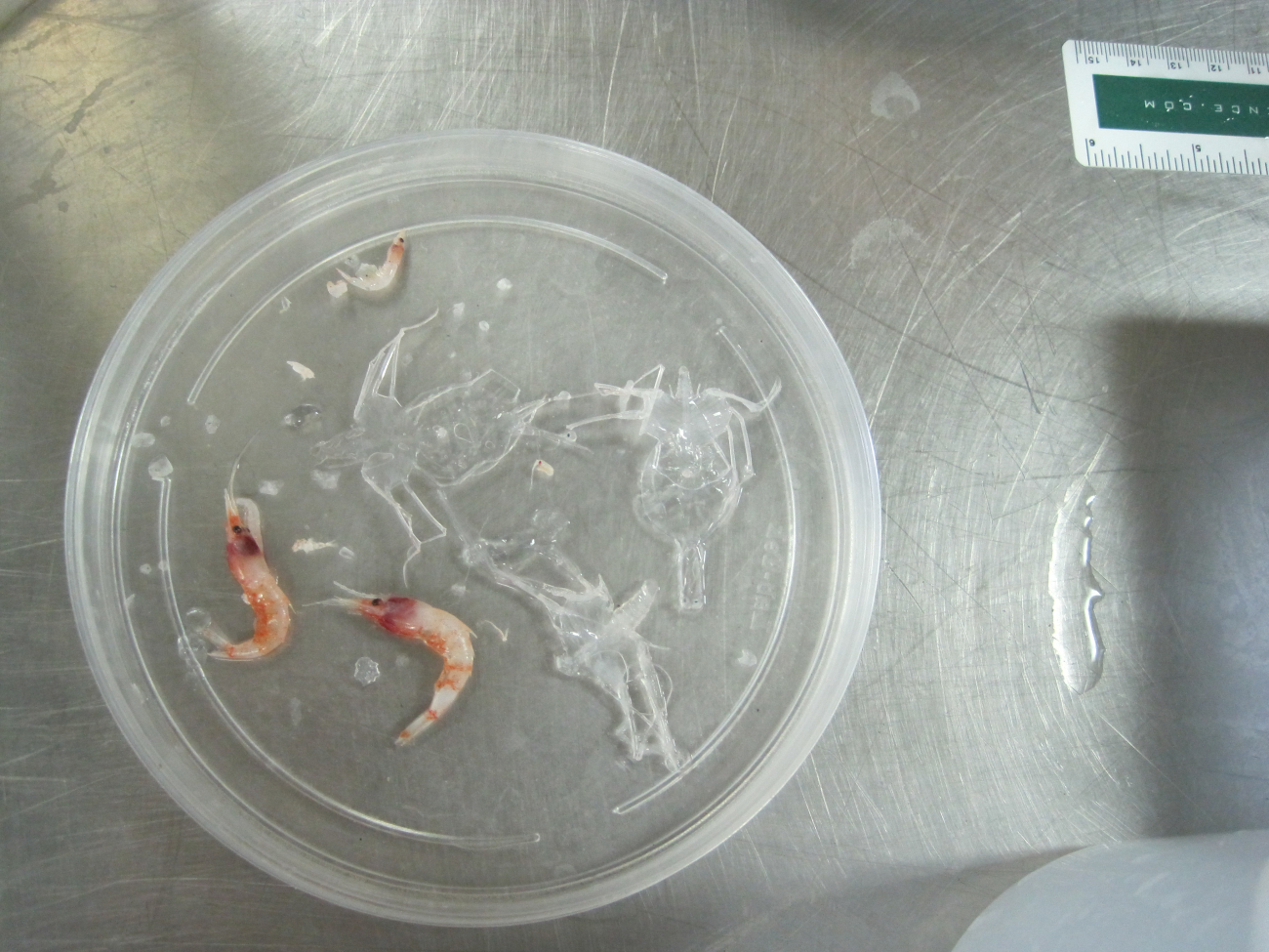 Shrimp and lobster larvae caught in plankton tow