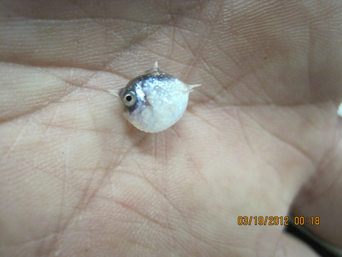 Small puffer-like fish captured in plankton tow