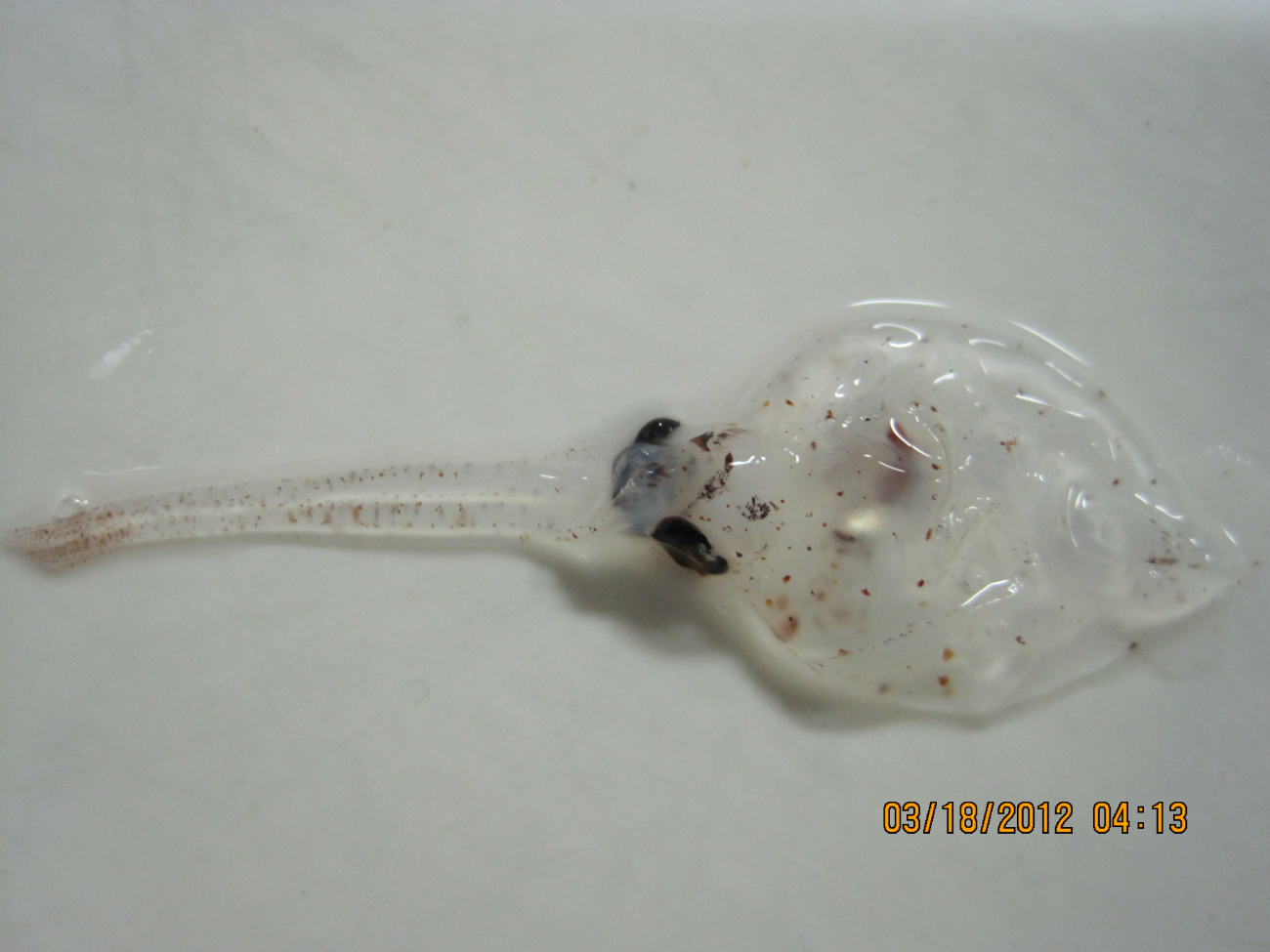 Larval flatfish