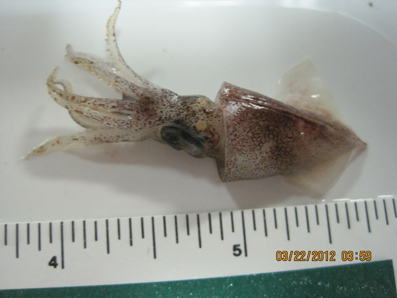 Two-inch long squid