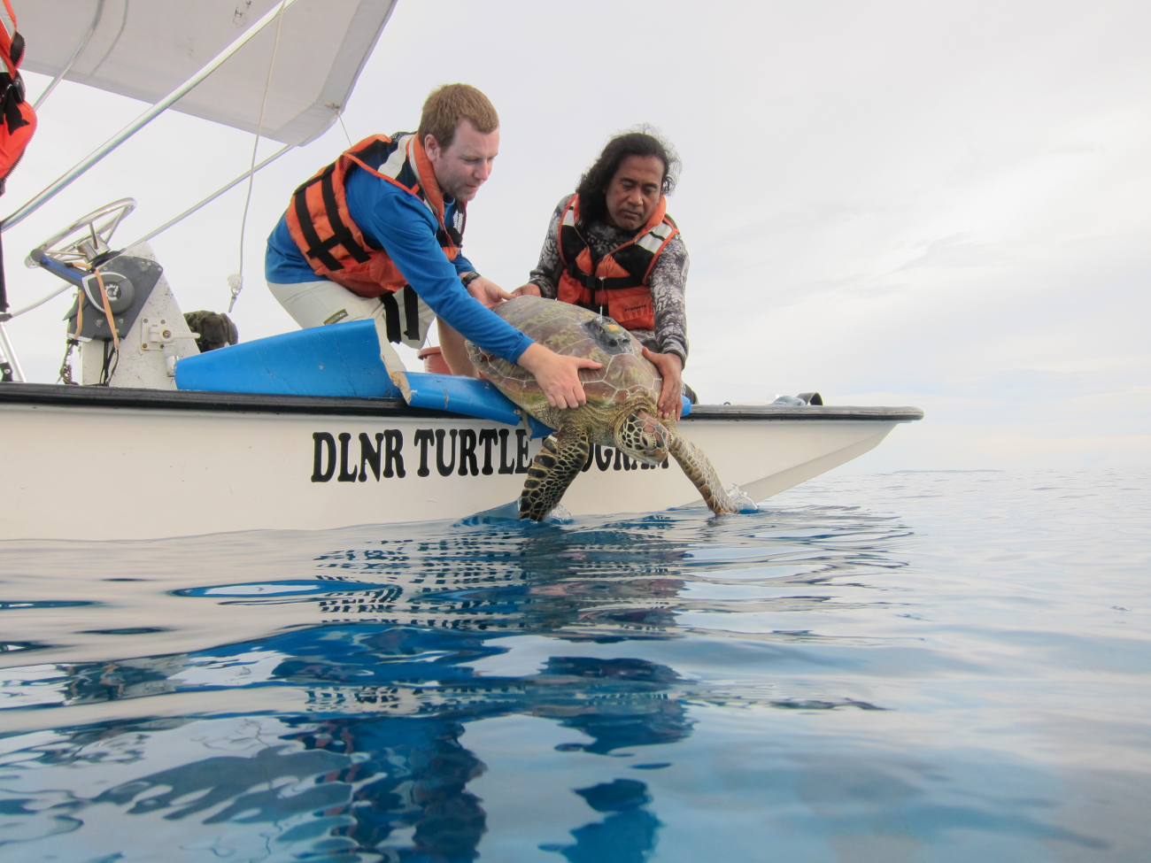 Turtle outfitted with satellite tag released offshore of Saipan