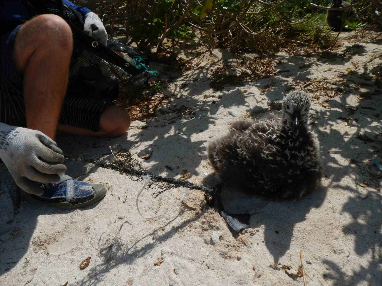 Kevin O'Brien disentangles a Laysan Albatross (Phoebastria immutabilis) chickfrom a piece of derelict fishing net