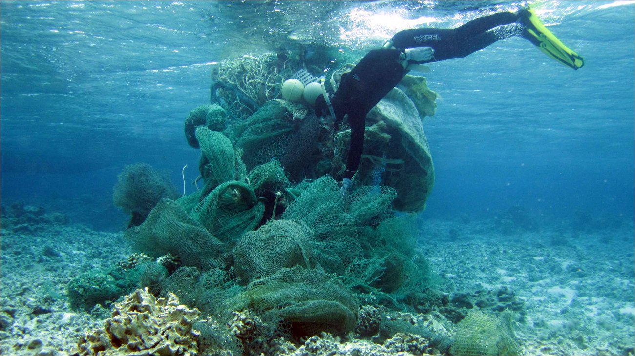 Russell Reardon on March 31 removes a large derelict fishing net fromthe reef at Midway Atoll
