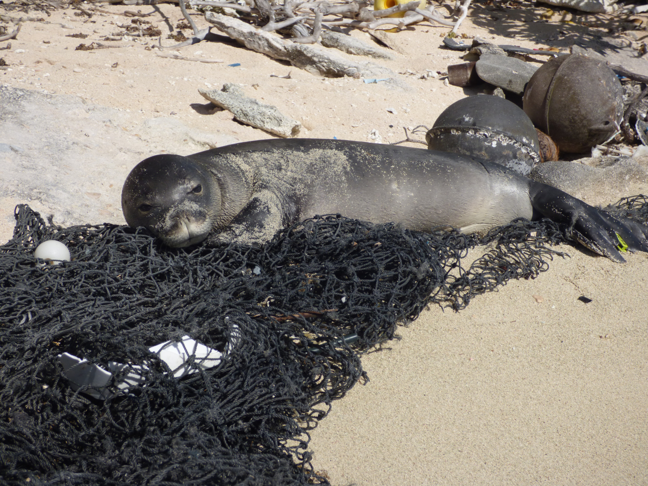 Monk seal using marine debris from derelict fishing nets as pillow
