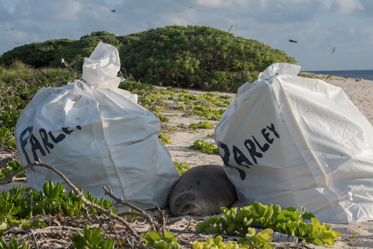 Monk seal sleeping between two bags of debris slated for removal