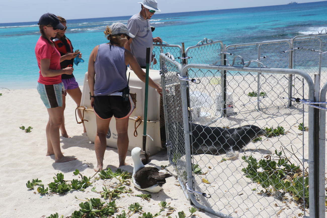 Releasing an injured seal into a rehabilitation pen