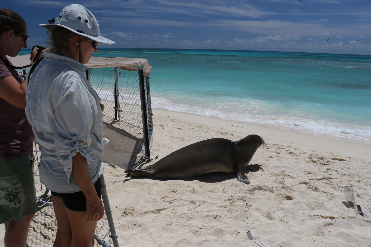 Releasing a rehabilitated monk seal back into the wild