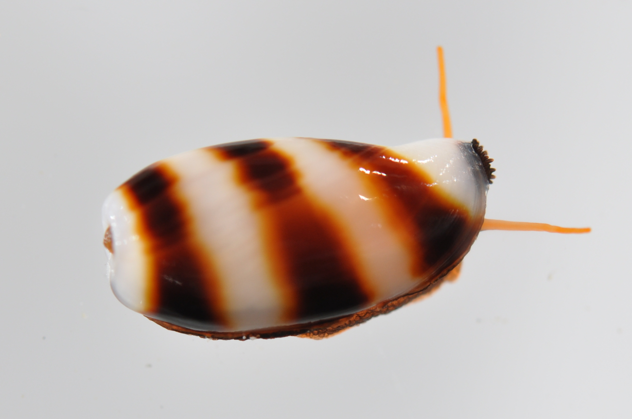 A small banded gastropod