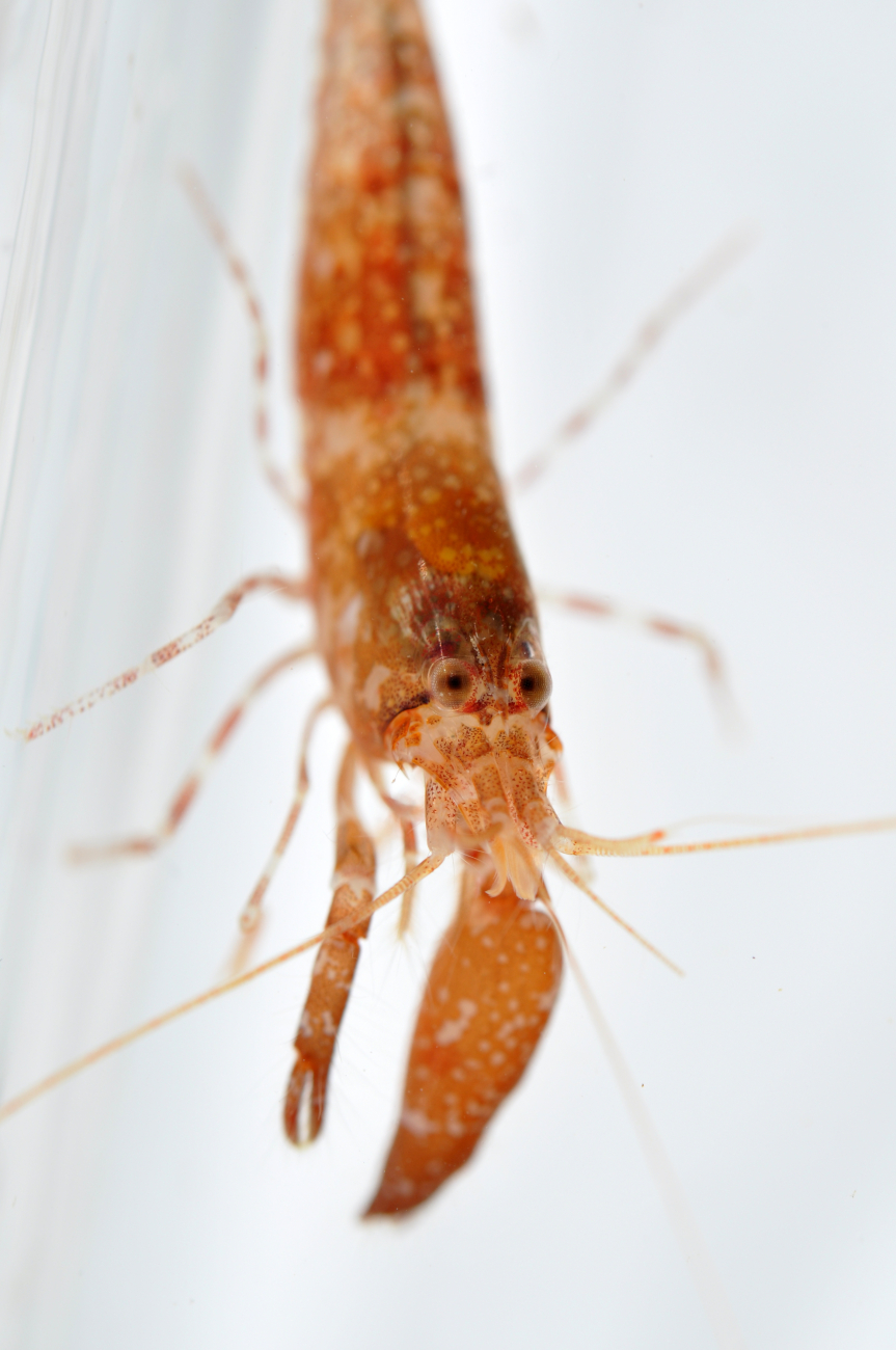 Snapper shrimp - family Alpheidae