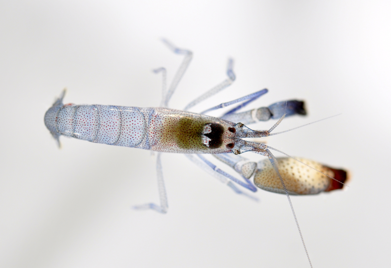 A bluish red-speckled shrimp