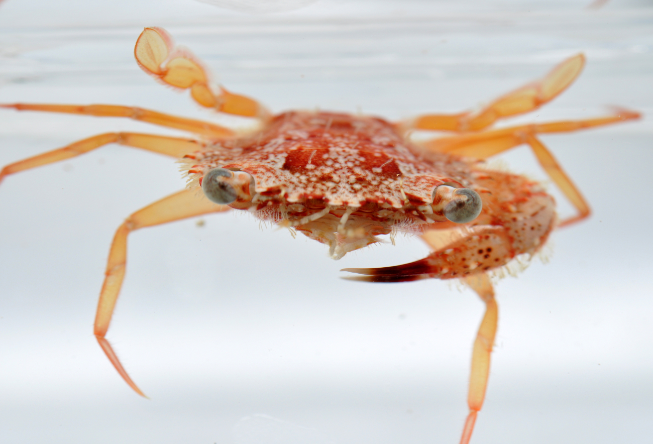 A crab of the family Portunidae, a swimming crab related to the Chesapeake bluecrab