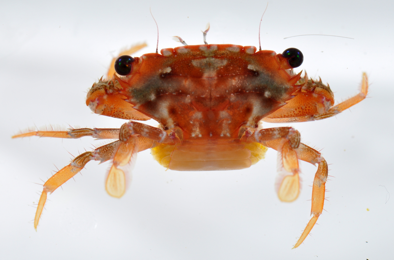 A pregnant swimming crab of the family Portunidae