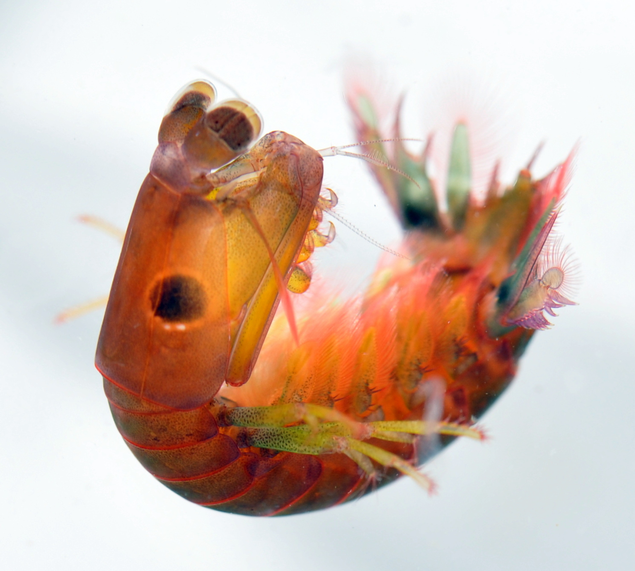 A mantis shrimp of the order Stomatopoda - commonly called a stomatopod