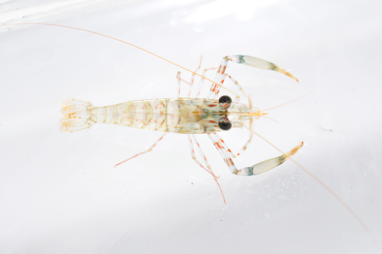 A twoclaw shrimp - Brachycarpus biunguiculatus