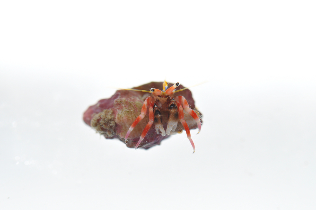 A small hermit crab - Calcinus laurentae