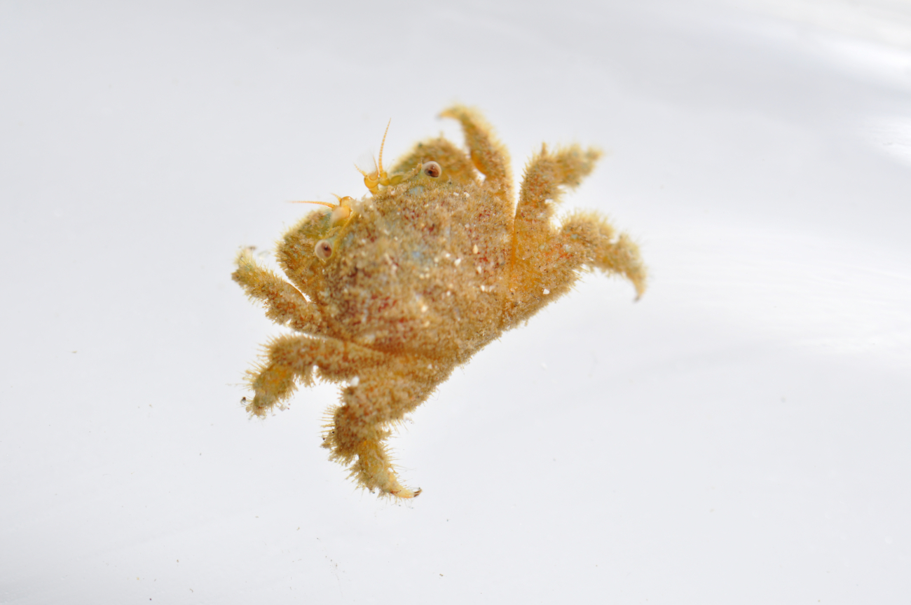 A small crab - Dynomene sp