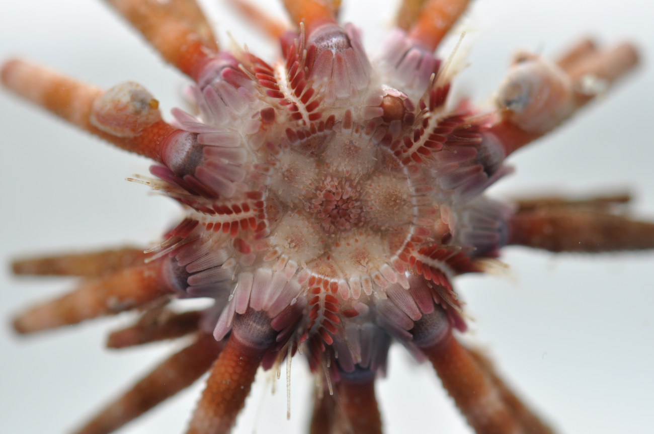Closeup of a cidaroid urchin - Eucidaris metularia