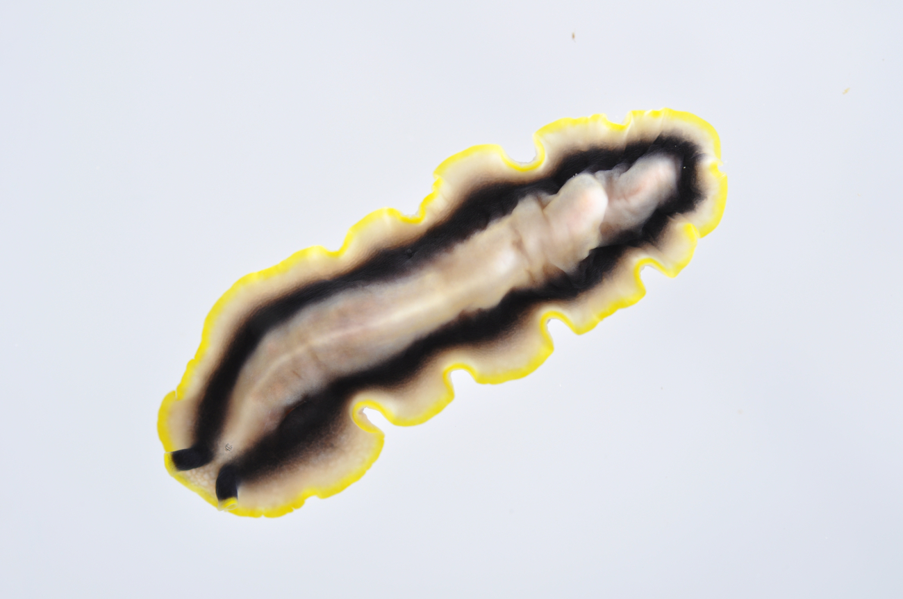 Flat worm - phylum Platyhelminthes