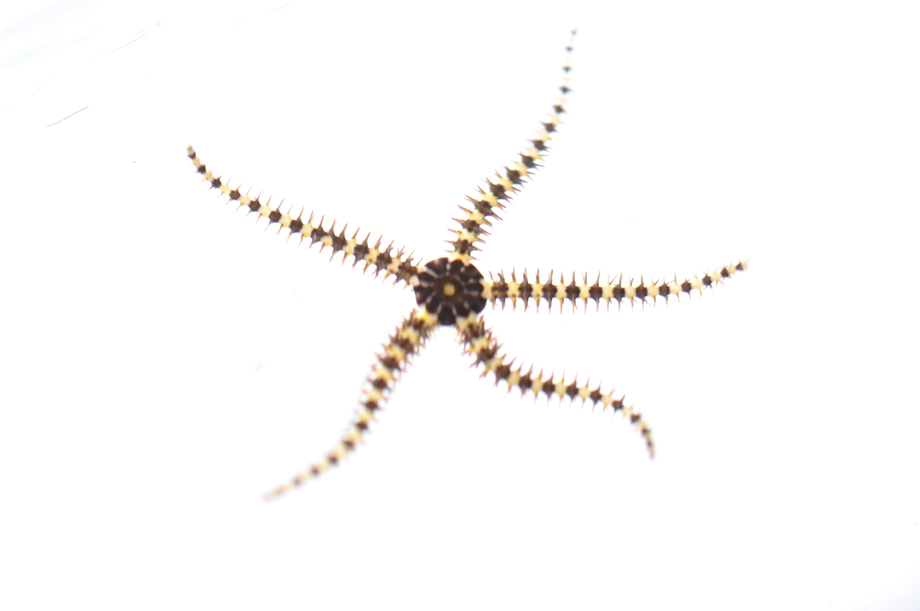 A small brittle star - Ophiocoma sp