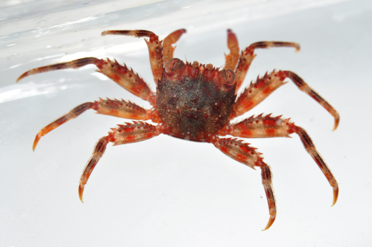 A crab - Percnon sp