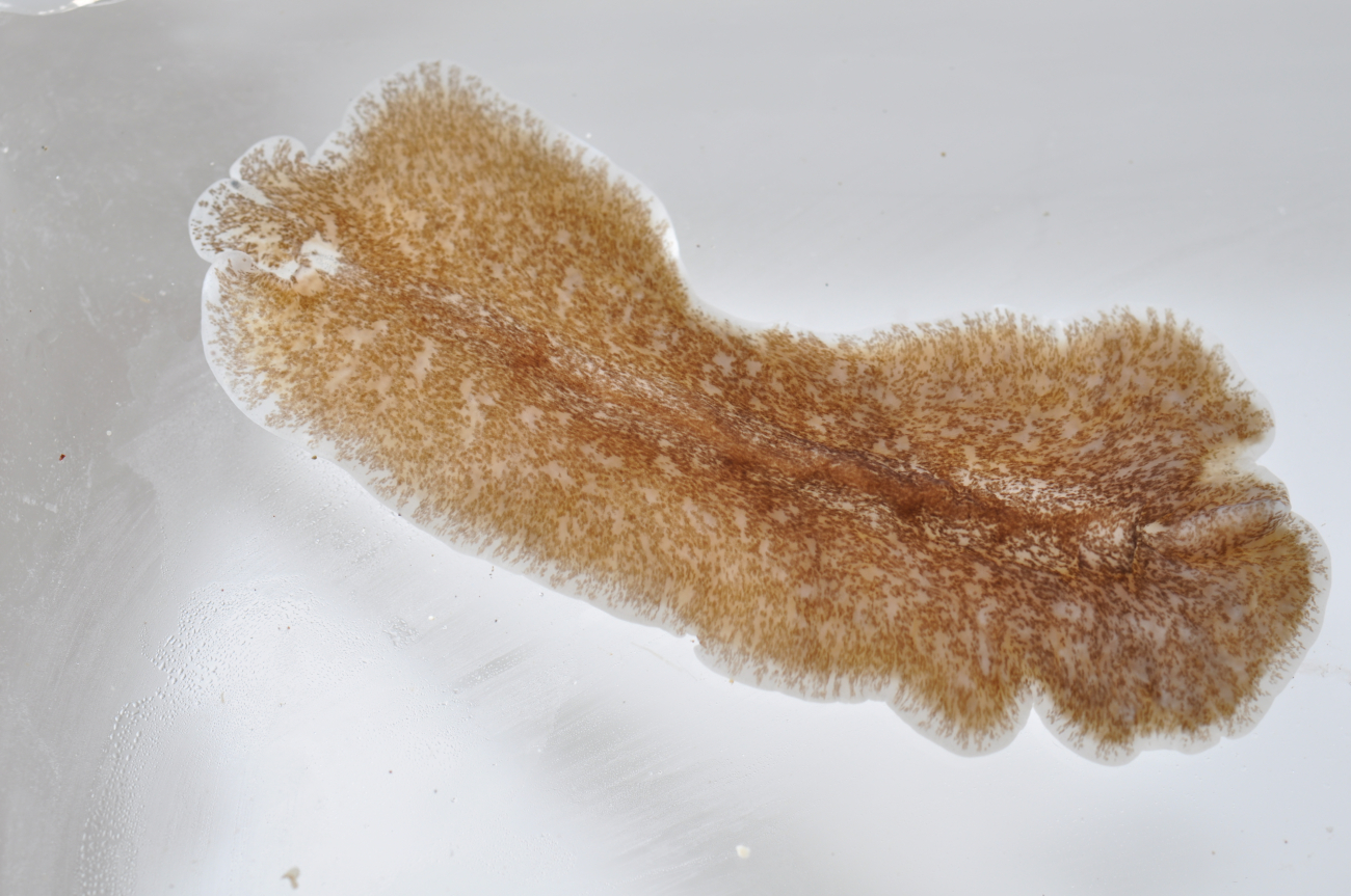 Flat worm - phylum Platyhelminthes