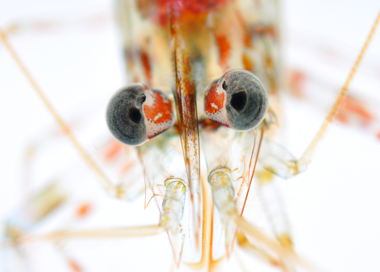 A closeup of a shrimp's eyes