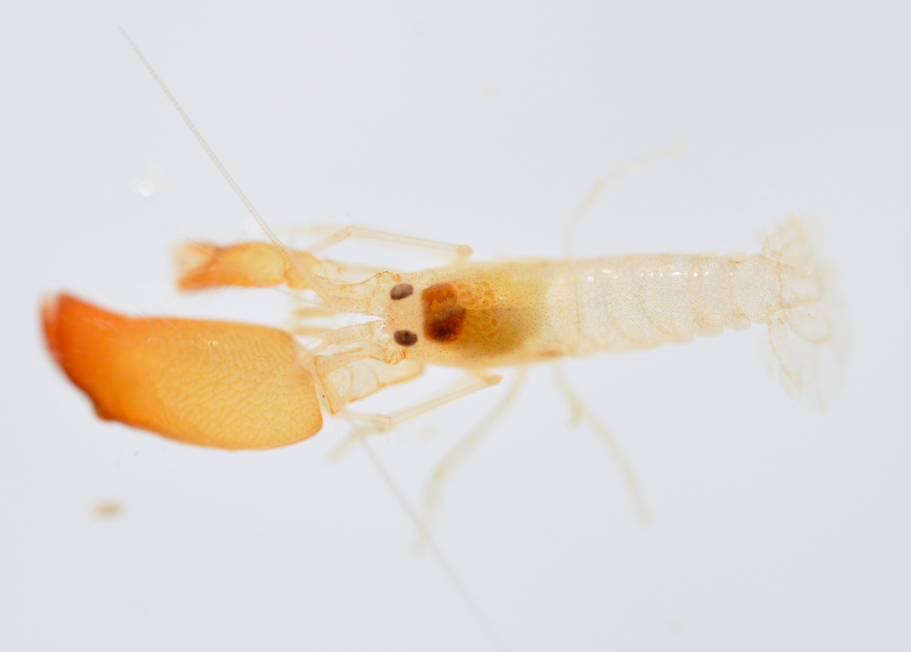 Snapper shrimp - family Alpheidae