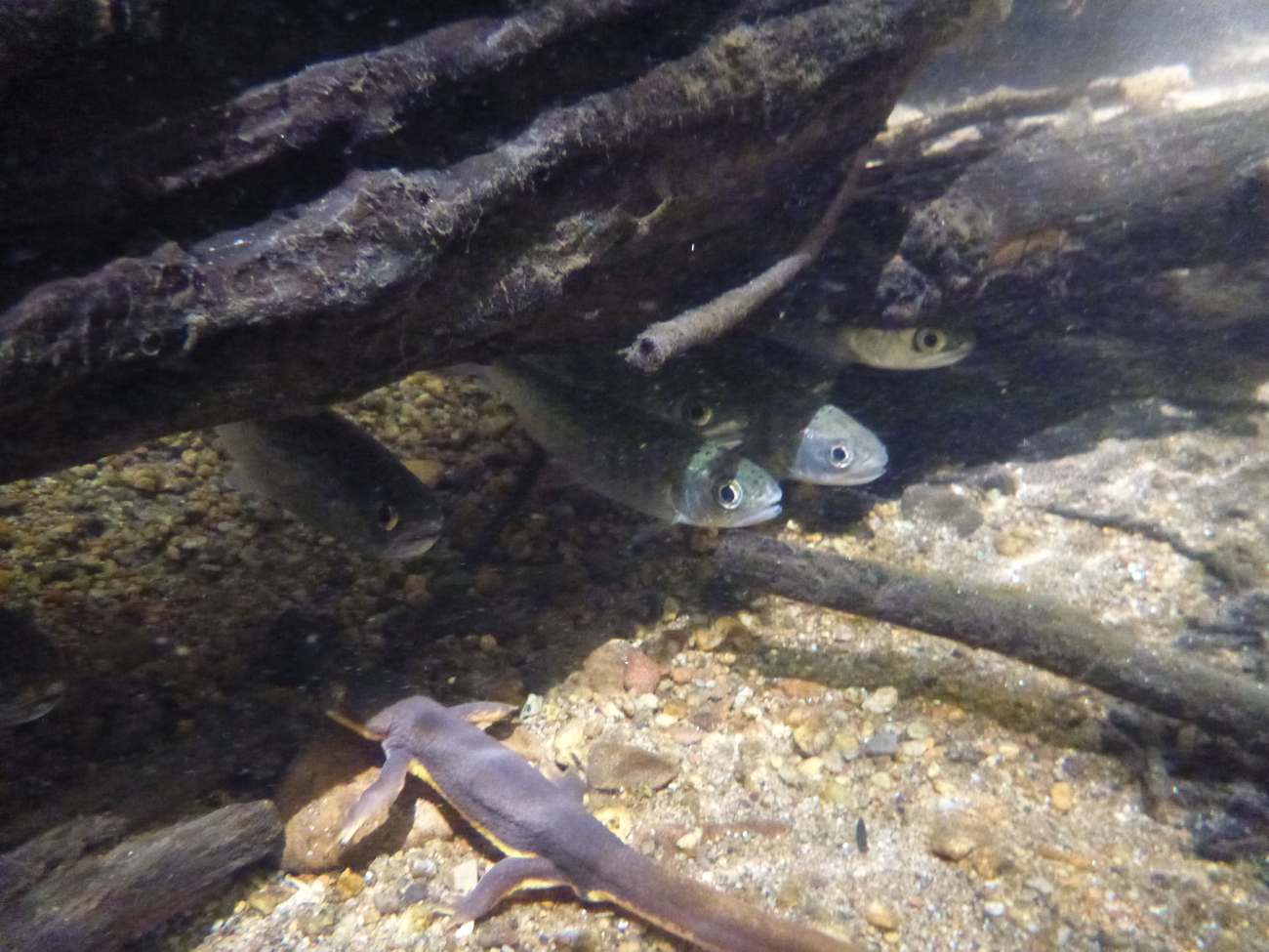 Coho salmon smolt hiding under a ledge sharing space with salamander